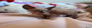Sphynx Kitten 2
