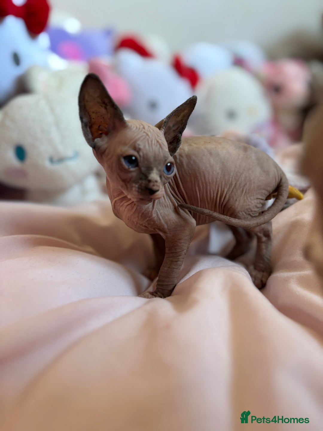 Sphynx cats for sale: Adorable Tica Registered Sphynx Kittens - Blue  - Advert 9