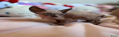 Sphynx Kitten 2 - reserved