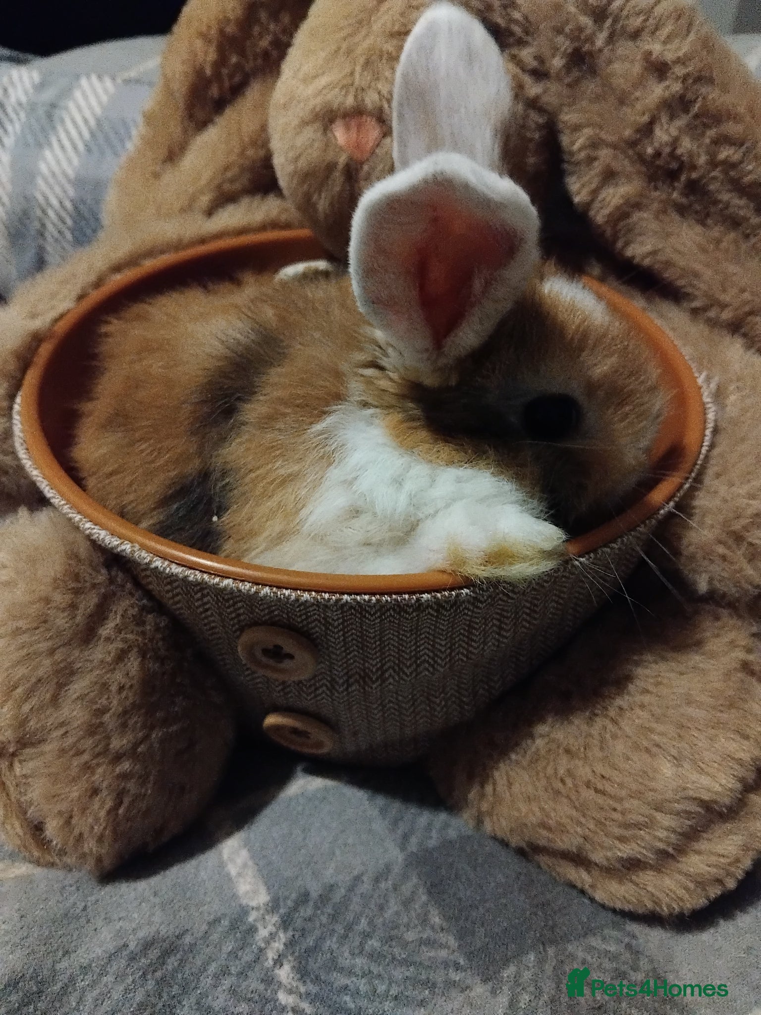 Dwarf Lop rabbits Baby lops - Advert 18