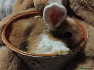 Dwarf Lop rabbits Baby lops - Advert 18