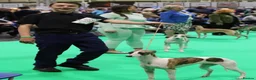 Mixed Breed dogs for sale: Beautiful bedlington x whippet puppies  - Advert 8