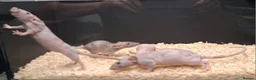 Rat rodents for sale: Baby Dumbo rats, Males & Females - Advert 3