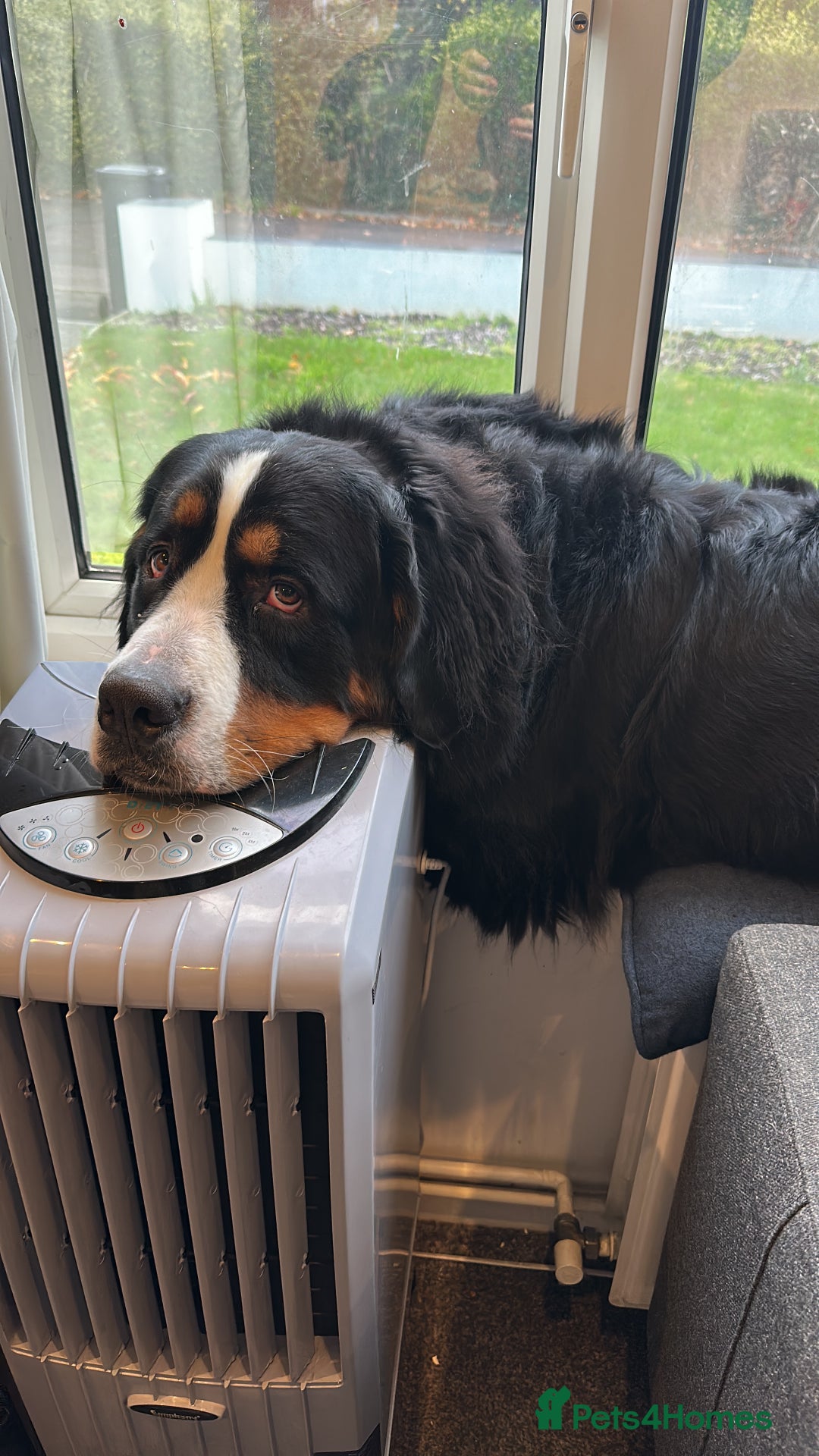 Bernese Mountain Dog dogs for sale: 2 Yr old Bernese - Advert 5