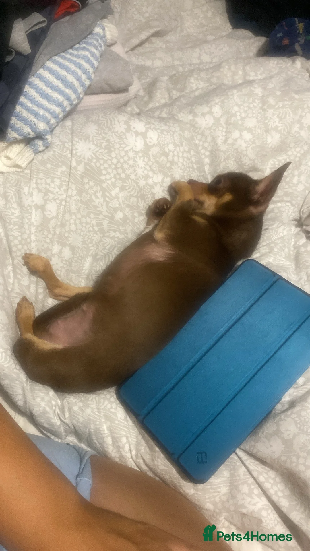 Chihuahua dogs for sale: Tiny chihuahua  in Macclesfield - Advert 1