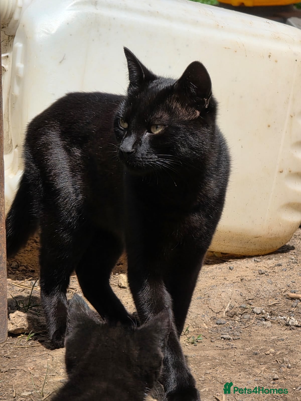 Mixed Breed cats Farm kittens  - Advert 3