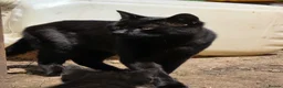 Mixed Breed cats for sale: Farm kittens  - Advert 1