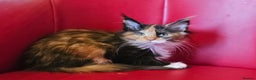 Maine Coon cats for sale: Beautiful Maine Coons kittens - Advert 2