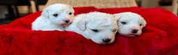 Bichon Frise dogs for sale: Sweet Bichon Frise puppies- Champion Bloodline  - Advert 9