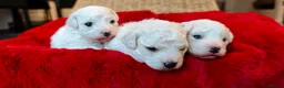 Bichon Frise dogs for sale: Sweet Bichon Frise puppies- Champion Bloodline  - Advert 16