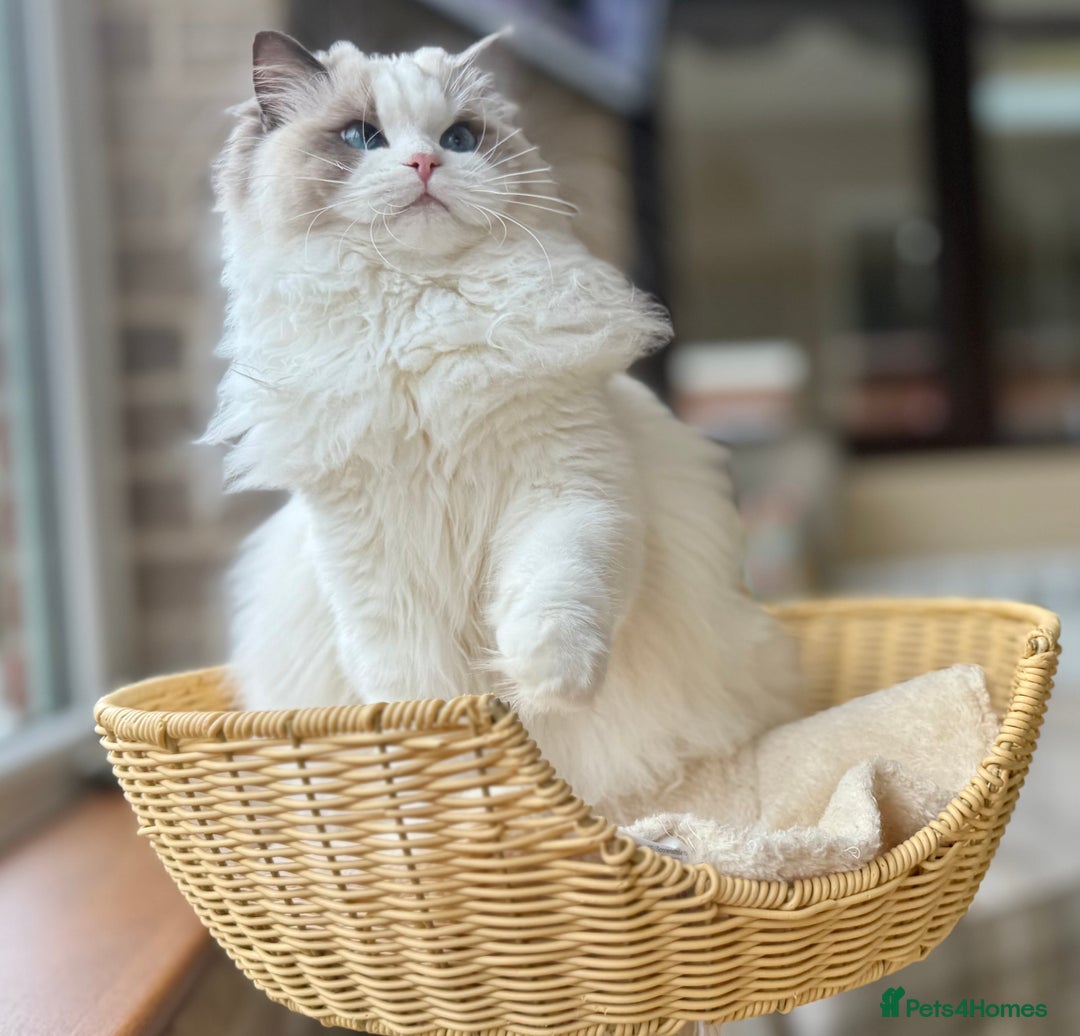 Ragdoll cats for sale: Stunning pet girl  - Advert 8