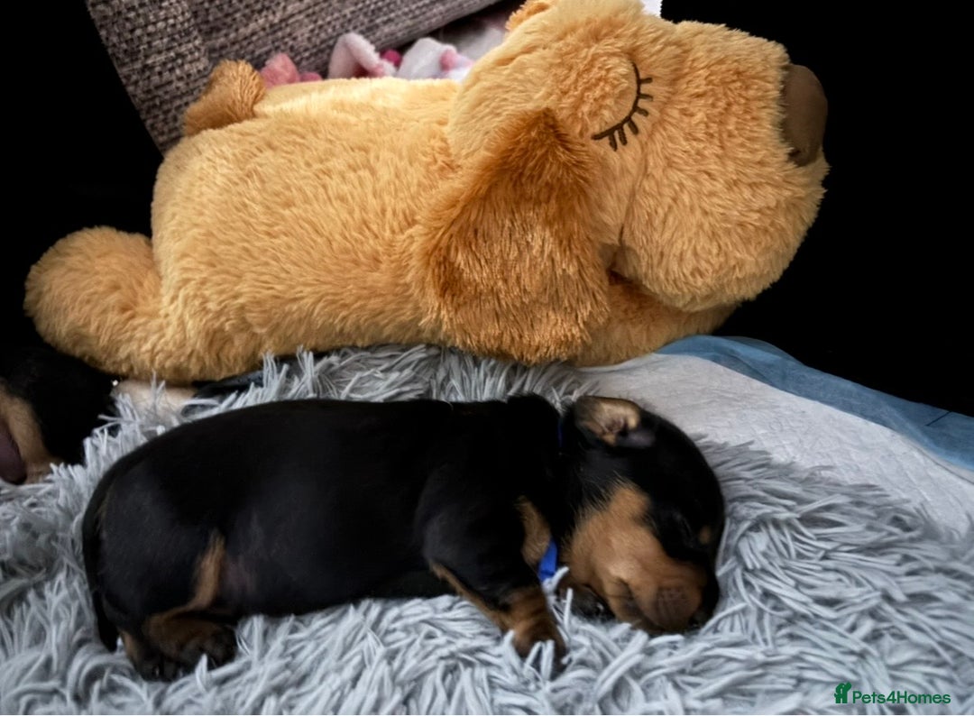 Miniature Dachshund dogs for sale: 🥇KC Registered Miniature Dachshunds Champion Line - Advert 28
