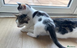 Mixed Breed cats for sale: Kitten looking for new home  - Image 6