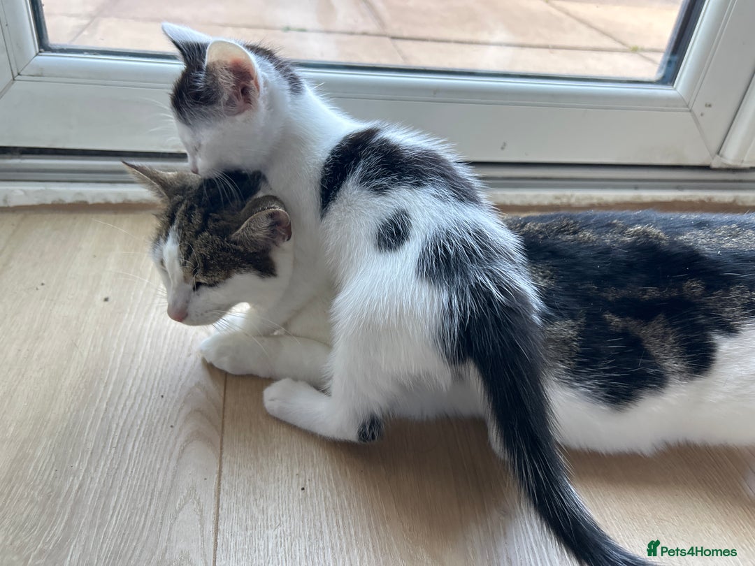 Mixed Breed cats for sale: Kitten looking for new home  - Image 6