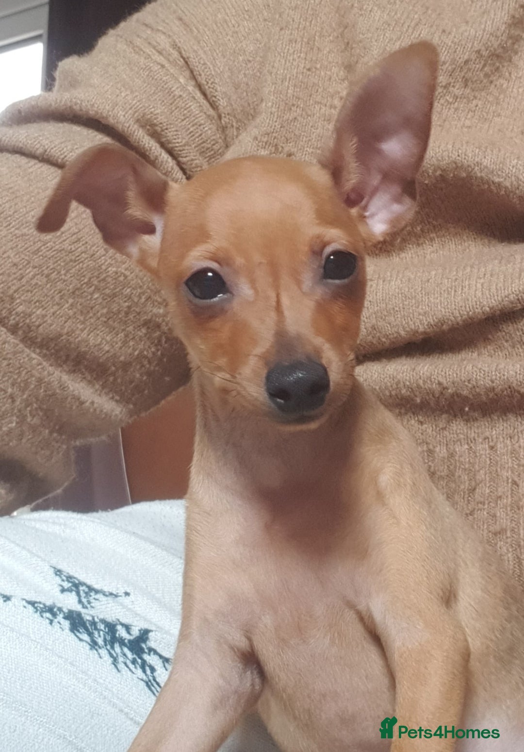 Miniature Pinscher dogs for sale: Miniature Pinscher Last boy pup show potential  - Advert 13