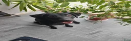 Labrador Retriever dogs for sale: Labrador Boy “Onix” Looking for His Forever Home - Advert 6