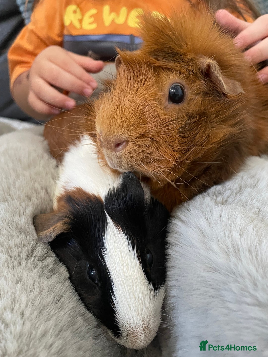 Guinea Pig rodents for sale: Bonded pair of male guineapigs. 1 adult 1 younger - Image 5