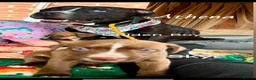 Mixed Breed dogs for sale: Athena x Ares Puppies – Not for Everyone in Manchester - Advert 4