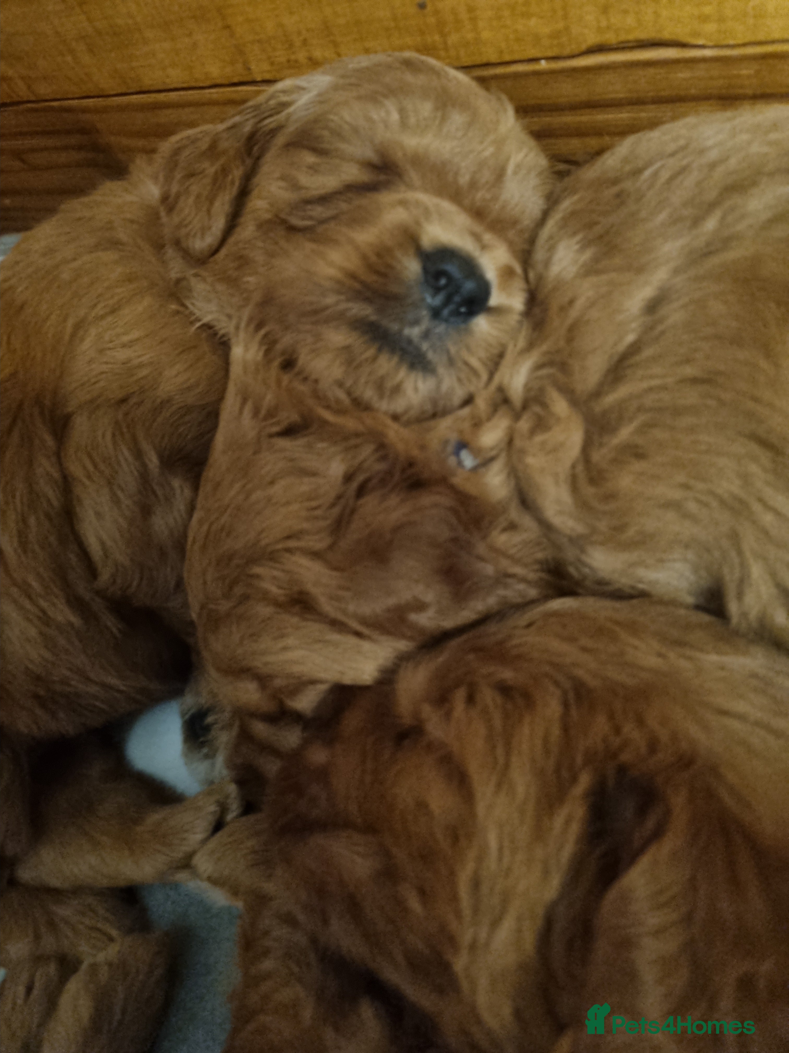 Mini Goldendoodle dogs Mini Fox H.Tested Goldendoodles bred by K9trainer! - Advert 18