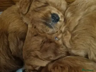 Mini Goldendoodle dogs Mini Fox H.Tested Goldendoodles bred by K9trainer! - Advert 18