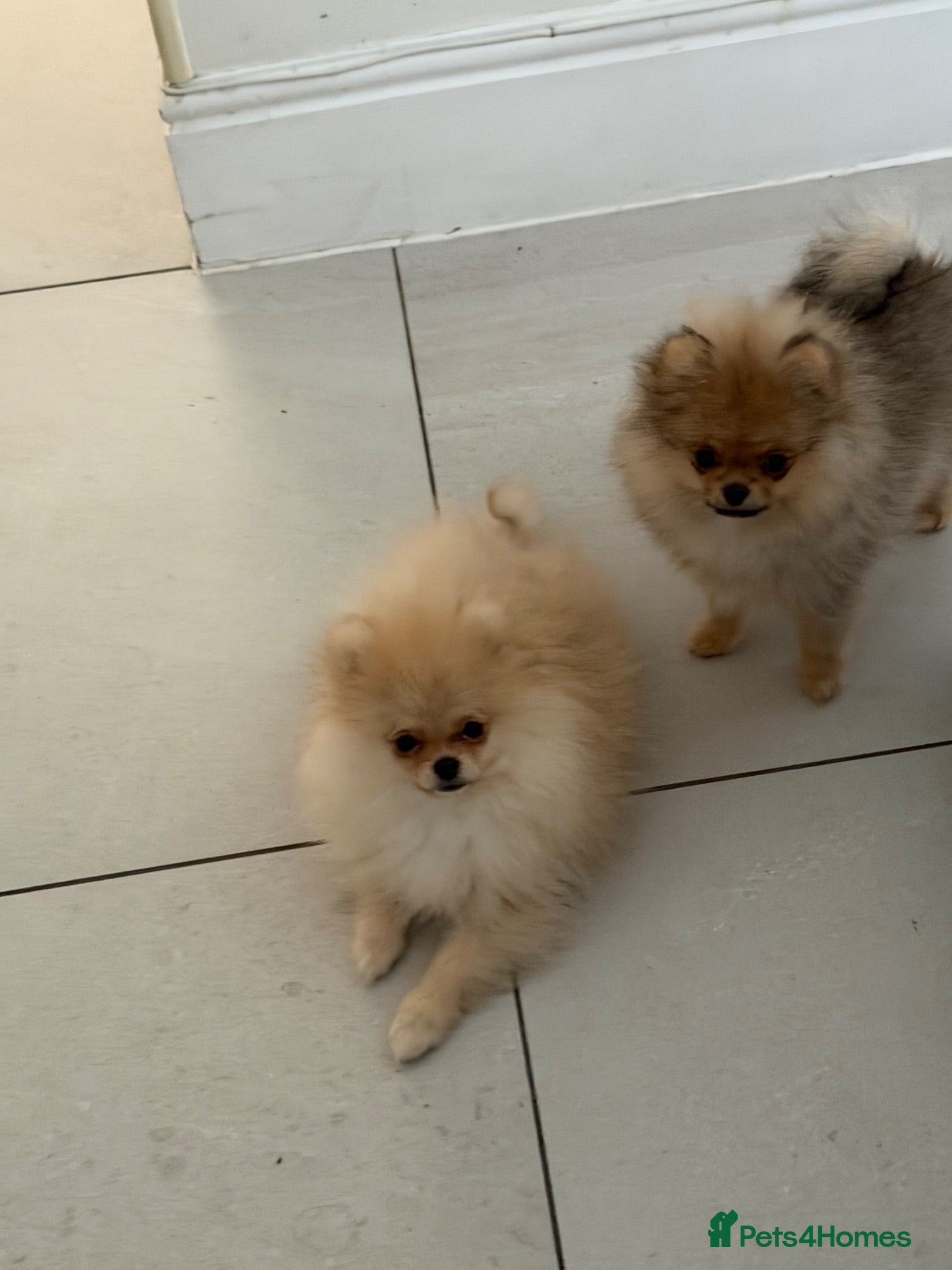Pomeranian dogs Rare MINI TOY POMERANIAN puppies for sale! - Advert 6