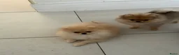 Pomeranian dogs for sale: Show Class MINI TOY POMERANIAN puppies for sale! - Advert 6