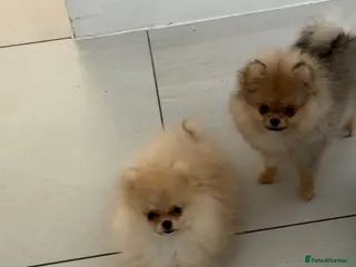 Pomeranian dogs Rare MINI TOY POMERANIAN puppies for sale! - Advert 2