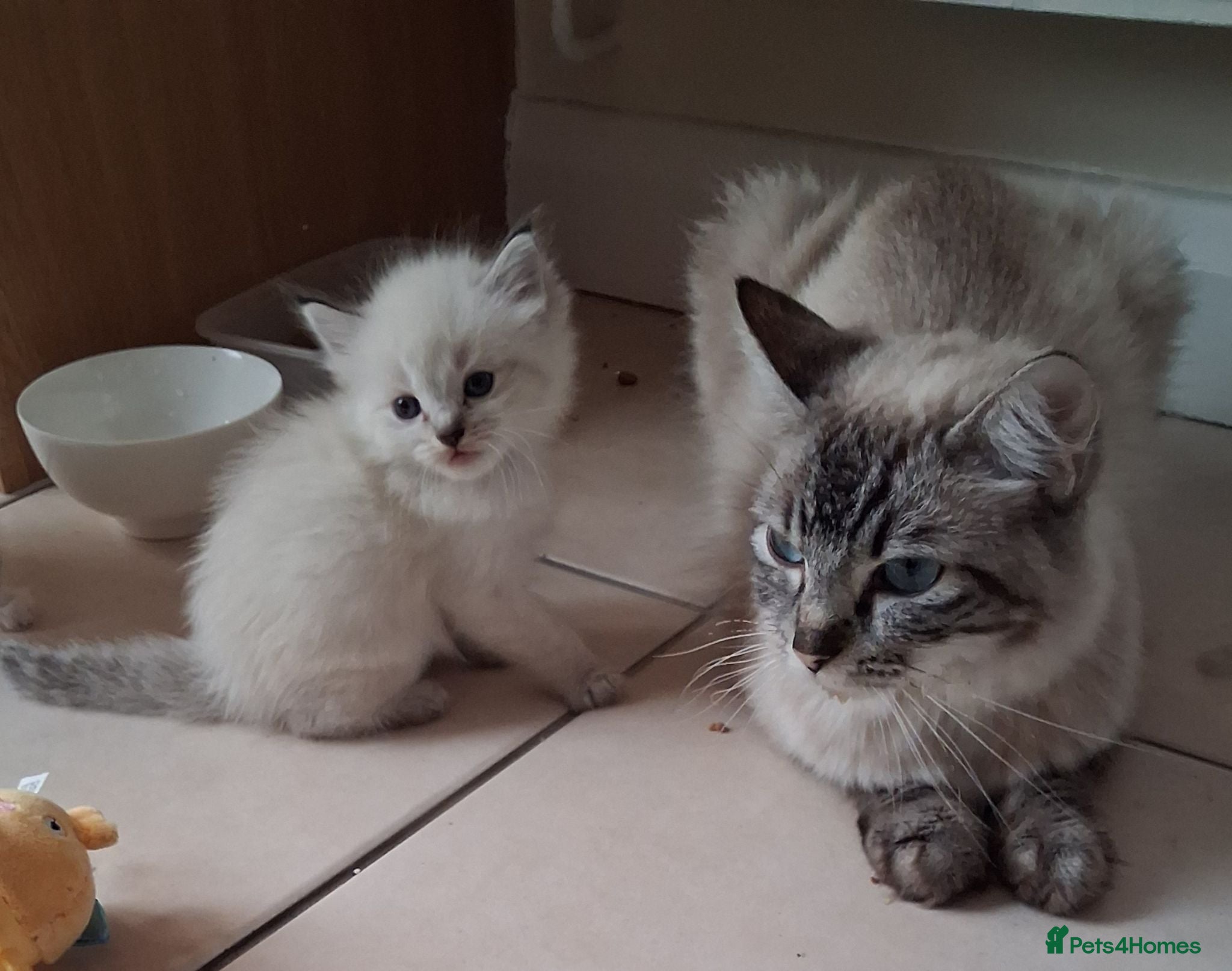 Ragdoll cats Beautiful Ragdoll Kittens - Advert 1