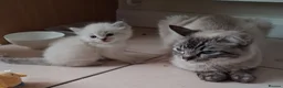 Ragdoll cats for sale: Beautiful Ragdoll Kittens - Advert 1