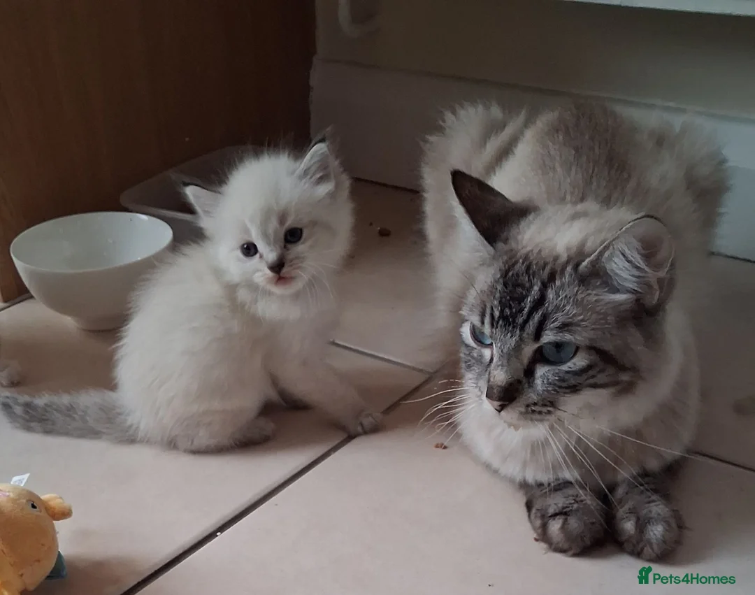 Ragdoll cats for sale: Beautiful Ragdoll Kittens - Advert 1