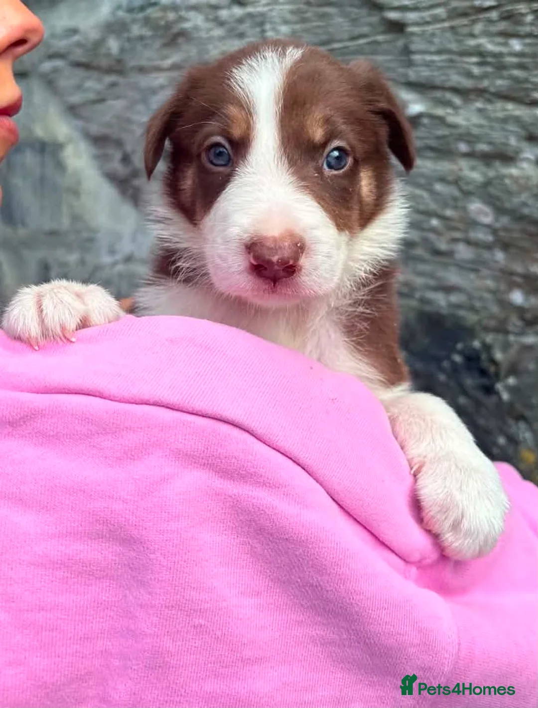 Border Collie dogs for sale: 3xBeautiful Red&White MALE Border Collie Puppies. - Advert 10
