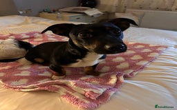 Jack Russell dogs for stud: Pure Male Jack Russell available for stud 🐶 in Holywell - Image 9