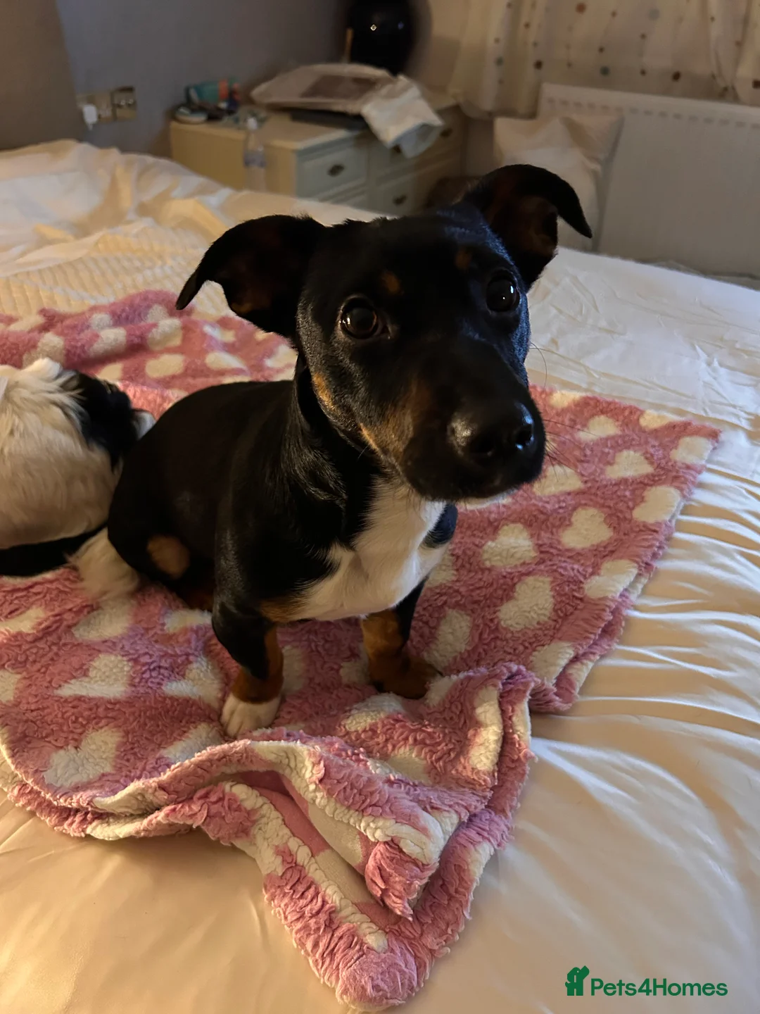 Jack Russell dogs for stud: Pure Male Jack Russell available for stud 🐶 in Holywell - Advert 9