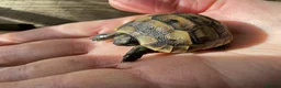 Tortoise reptiles for sale: Hatchling spur- thigh tortoises  in Tonbridge - Advert 3