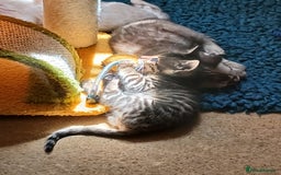 Bengal cats for sale: TICA Family-raised Bengal Kittens Vet Checked - Image 6