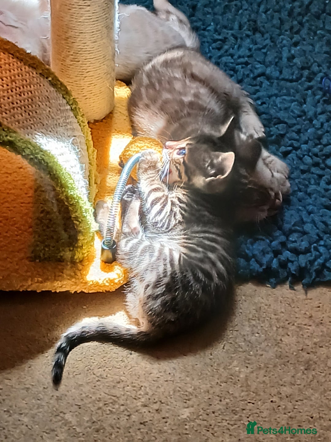 Bengal cats for sale: TICA Family-raised Bengal Kittens Vet Checked - Image 6