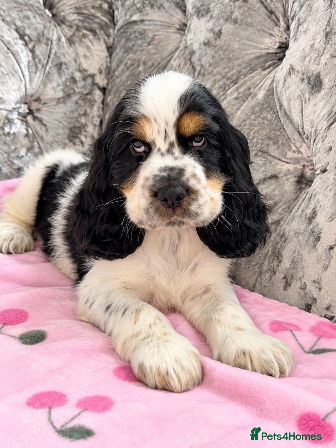Cocker Spaniel dogs 🐾1 BOY LEFT READY NOW KC Show Cocker Spaniel 🐾 - Advert 1