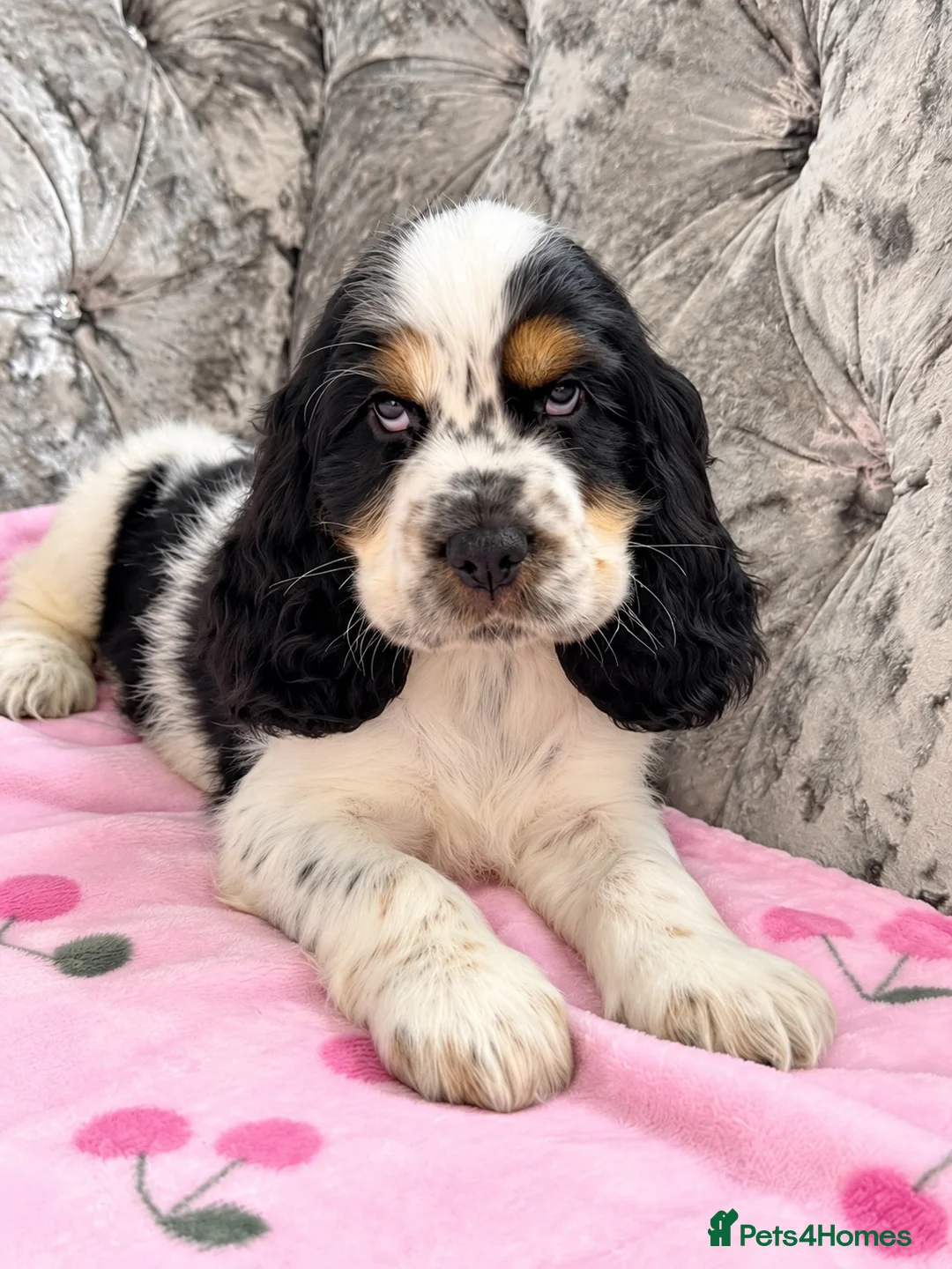 Cocker Spaniel dogs for sale: 🐾1 BOY LEFT READY NOW KC Show Cocker Spaniel 🐾 - Advert 1