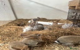 Netherland Dwarf rabbits for sale: Netherlands, Rex’s, californians ready to go - Image 3