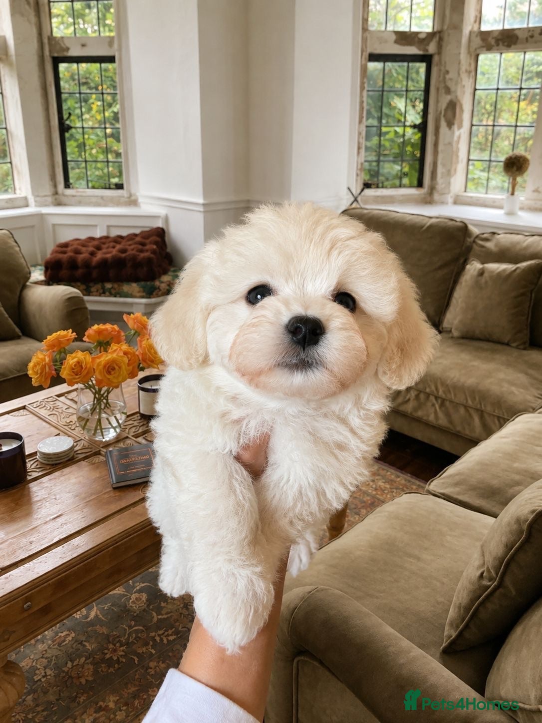 Mixed Breed dogs Maltichon Teddy Bear Puppies  - Advert 2