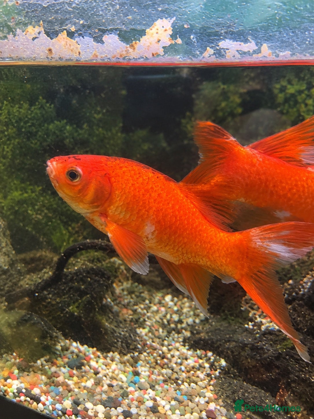 Fancy Goldfish fish for sale: Gold fish  - Advert 1