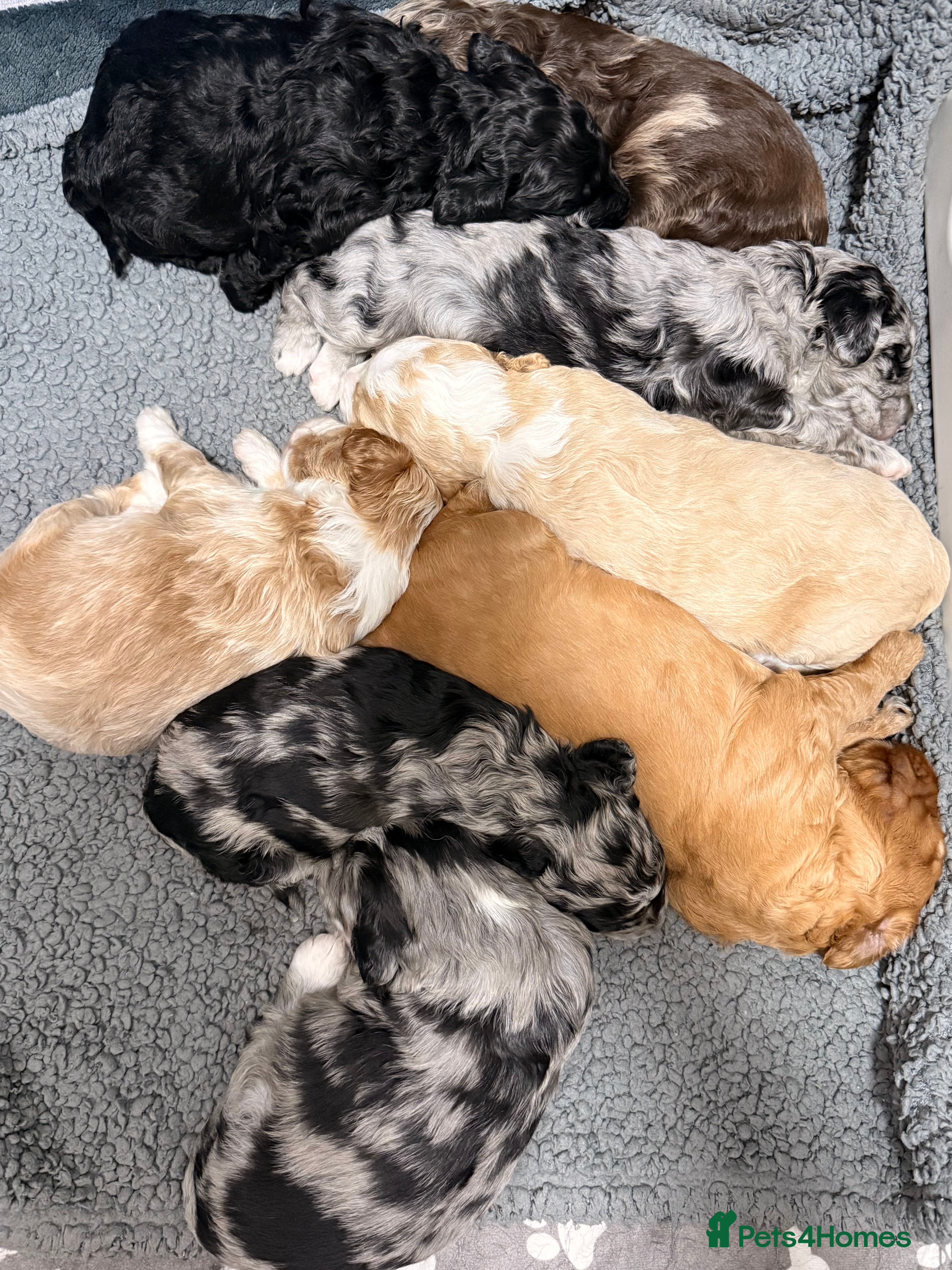 Australian Labradoodle dogs AUSTRALIAN LABRADOODLE  - Advert 4