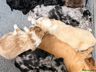 Australian Labradoodle dogs AUSTRALIAN LABRADOODLE - Advert 4