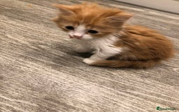 Mixed Breed cats for sale: Litter 5 kittens looking for there forever homes.  - Image 10
