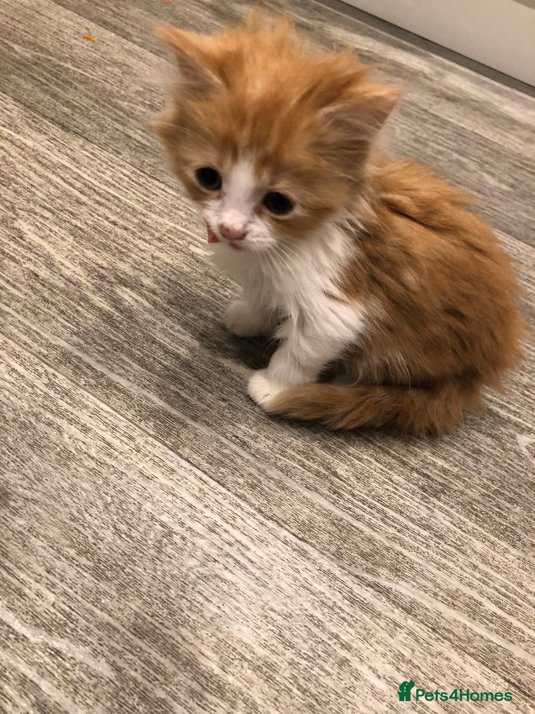 Mixed Breed cats for sale: Litter 5 kittens looking for there forever homes.  - Image 10