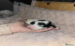 Mixed Breed dogs for sale: Schnockerpoo Puppies - Image 10