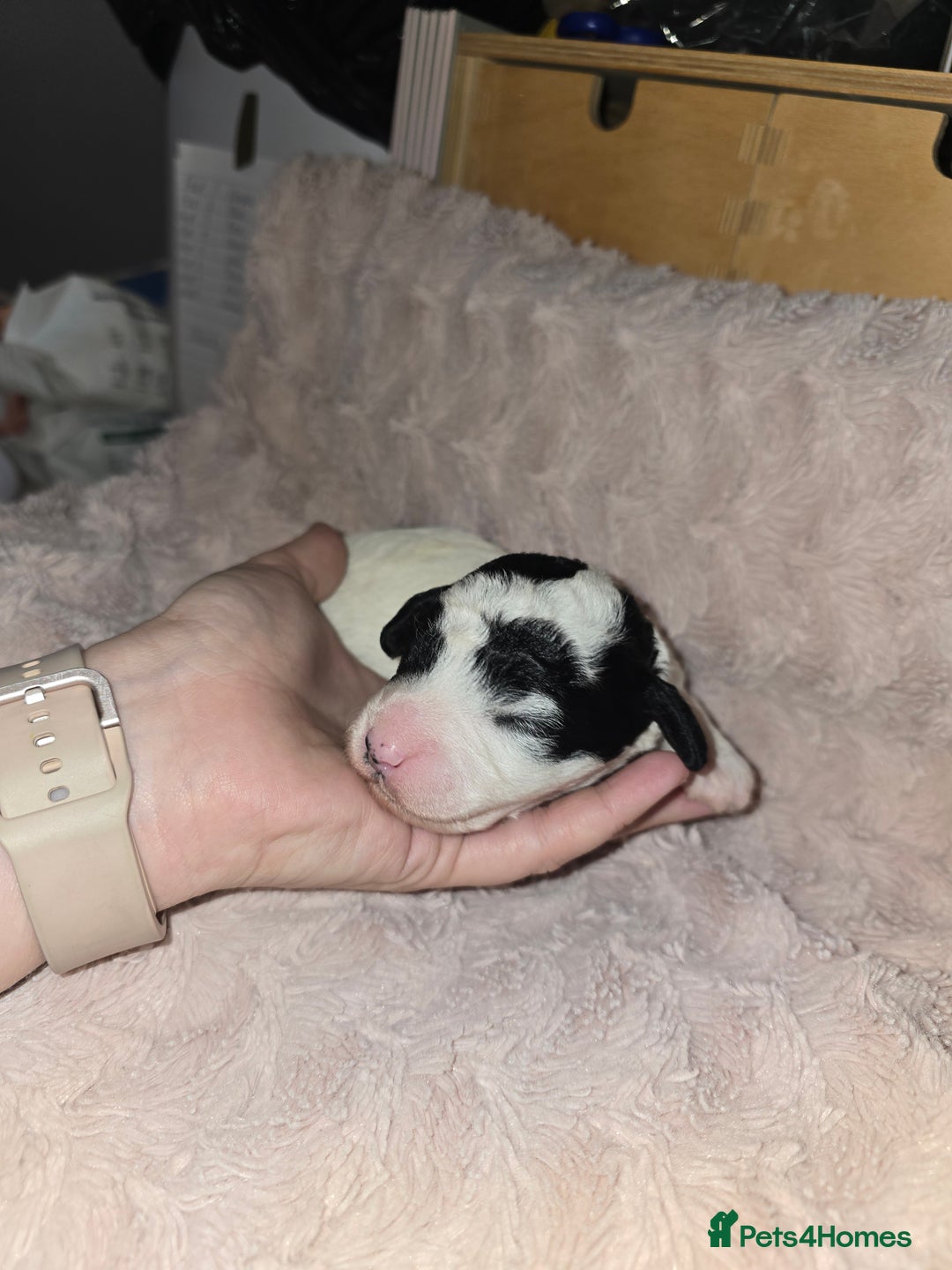 Mixed Breed dogs for sale: Schnockerpoo Puppies - Image 10