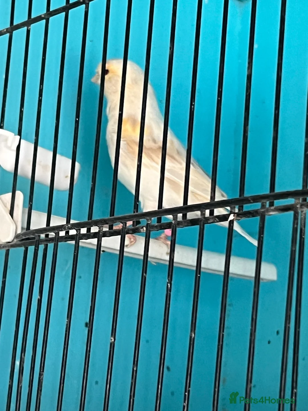 Canaries birds for sale: Young canaries  - Advert 2