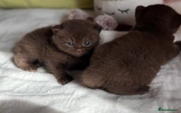 British Shorthair cats for sale: 😻Chocolate BSH boys✅ 👌GCCF reg, ready November  - Image 13