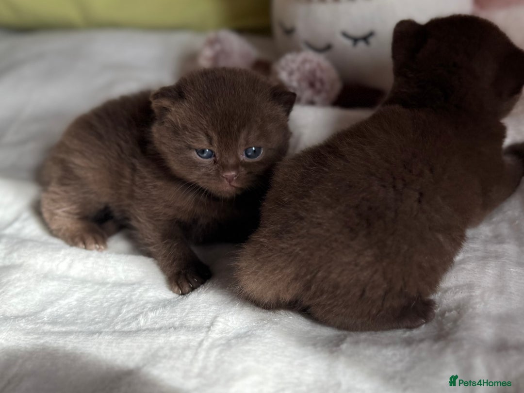 British Shorthair cats for sale: 😻Chocolate BSH boys✅ 👌GCCF reg, ready November  - Image 13